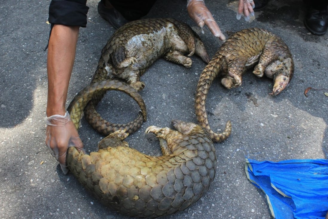 Chinese company's vice-president sacked for eating endangered pangolin and  civet on holiday | South China Morning Post