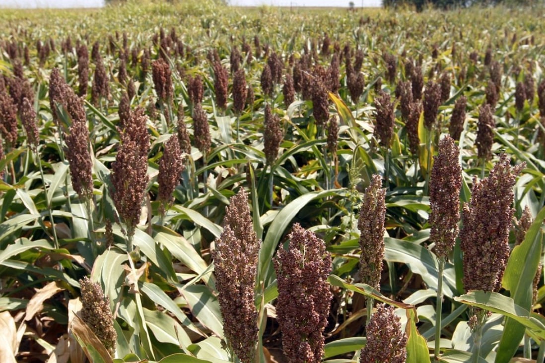 Last week Beijing pledged to buy more US farm goods, energy and other products, creating a bump for the US stock market on Monday. Pictured: a sorghum crop in Waukomis, Oklahoma. Photo: AP