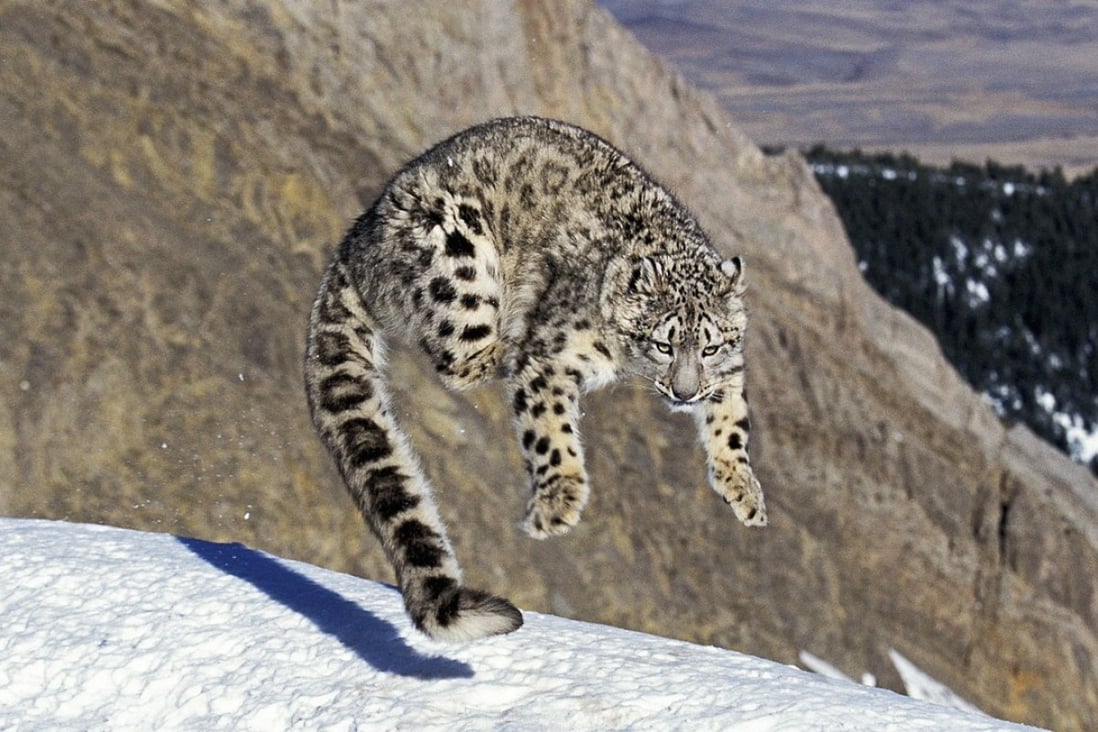 Snow leopard census now it is off endangered species list, 12nation