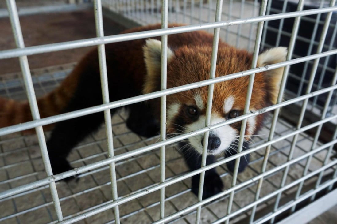 A trafficked red panda found and rescued in Laos. Photo: AFP