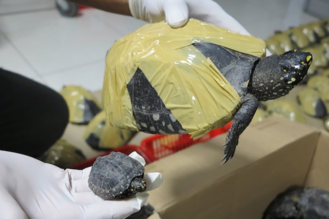 Black spotted turtles are listed as being threatened with extinction. Photo: Handout.