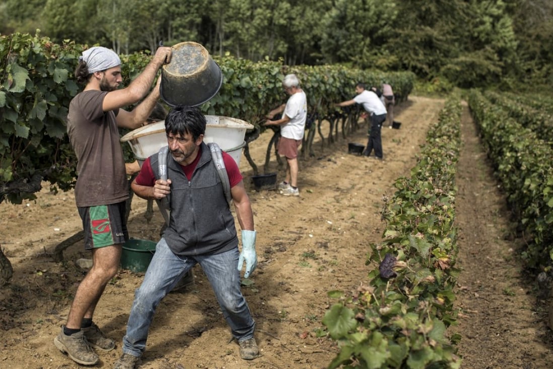 Workers collect red grapes in a burgundy vineyard during the grape harvest season in Volnay, central France. Photo: AP