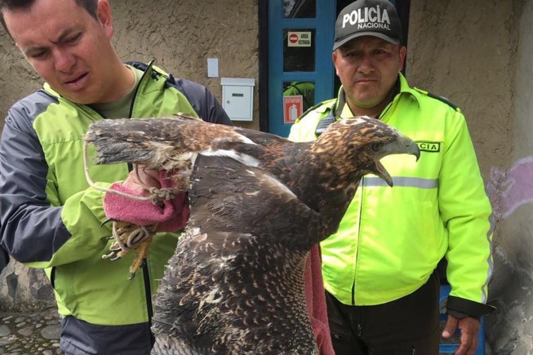 Ecuadorean police officers inspect a bird of prey. Photo: AP