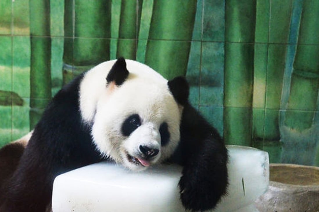 Giant panda Weiwei had been Wuhan Zoo’s only panda since 2008. Photo: Weibo