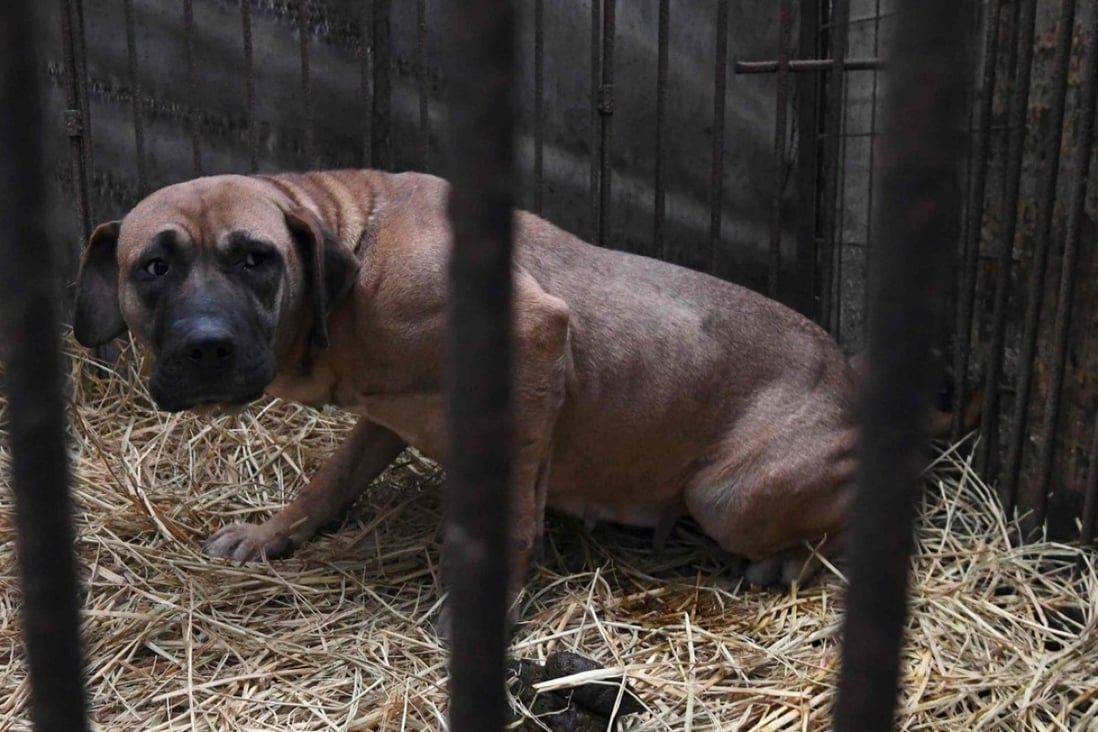 A dog looks out from a cage at a dog farm during a rescue. File photo: AFP