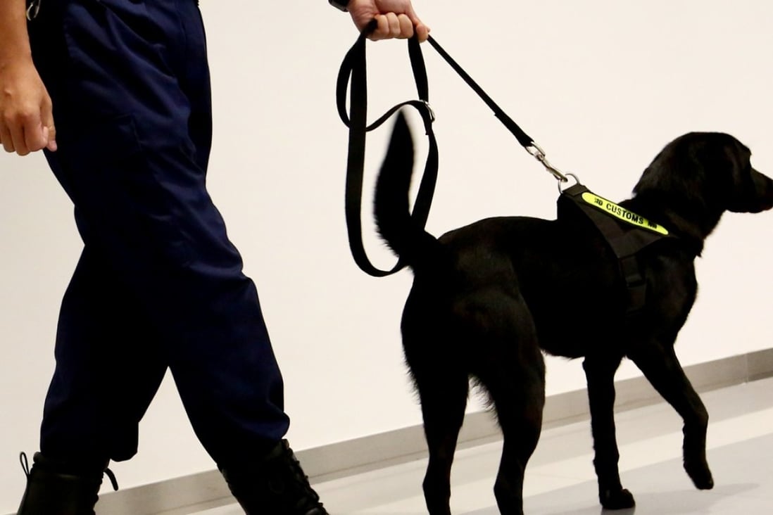 The Labradors, which cost HK$140,000 each, will be located at different border points, particularly those considered high risk such as Hong Kong International Airport. Photo: Edmond So