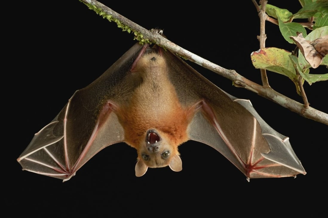 A lesser short-nosed fruit bat. Fruit bats are famous for their immunity to a wide range of diseases. Photo: Supplied