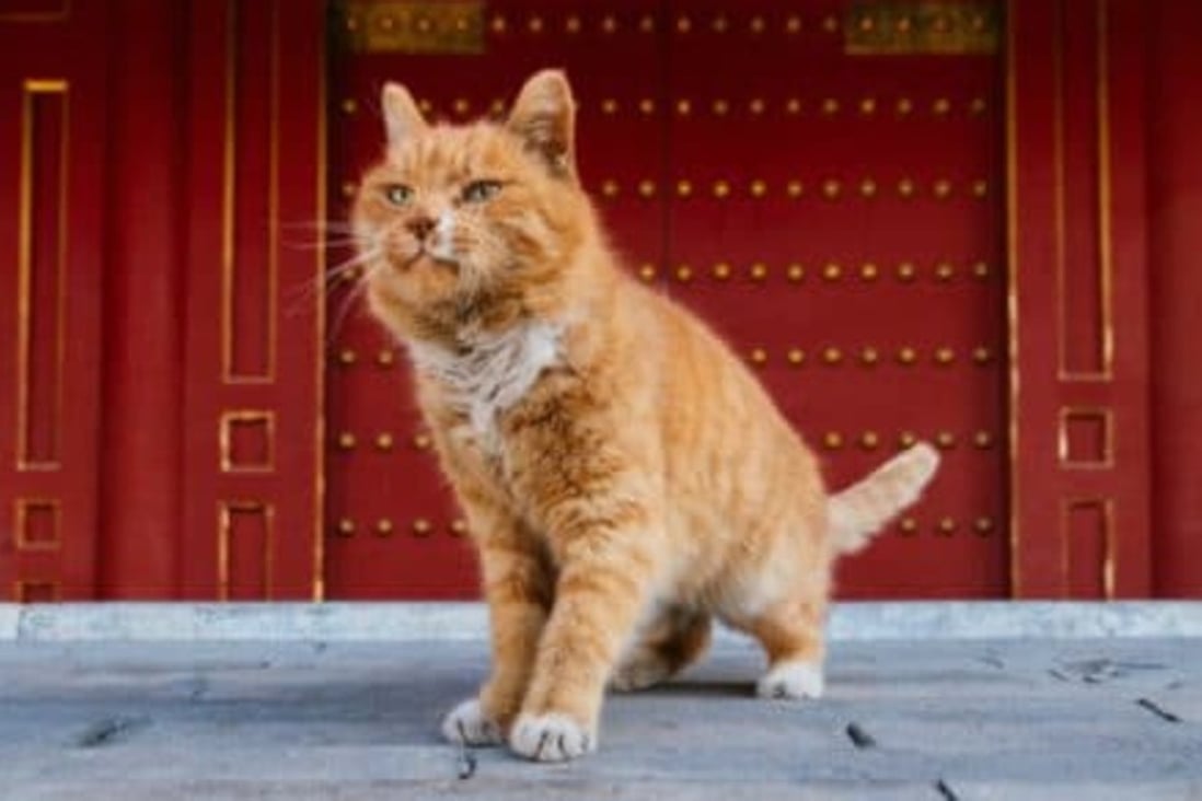 Street cat Baidian’er – which means “white spot” in Chinese, referring to the patch of fur under his nose – was often found near the west gate of the Forbidden City in Beijing. Photo: Arthur Yang