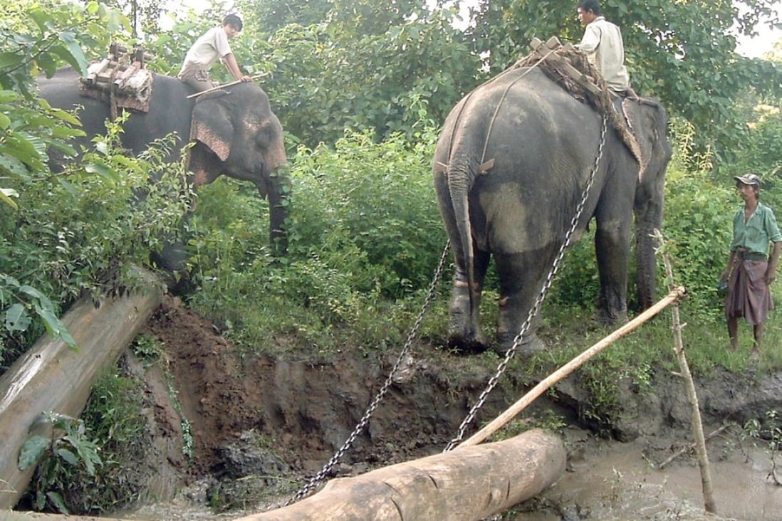 Elephants in Myanmar working in the country’s timber industry, dragging heavy fallen trees to rivers for shipping. Photo: AFP