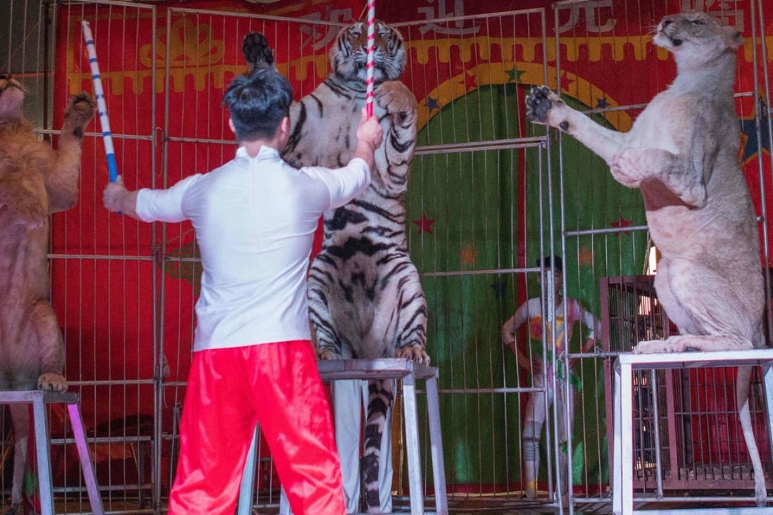 Chinese circus defends using rare animals in its acts despite poor crowds  at shows and constant criticism of its methods | South China Morning Post
