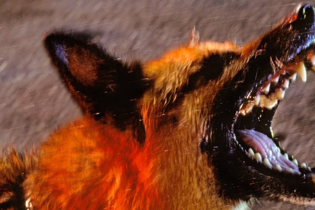 Treatment for a bite from a rabid animal involves a series of shots. Photo: Alamy