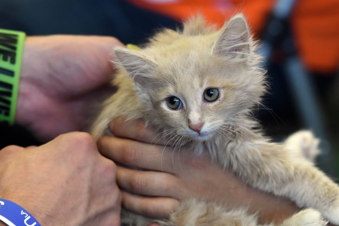 Yusuf the kitten waits for adoption at the “Best Friends” rescue shelter group at the inaugural CatConLa event in Los Angeles, California, in this 2015 file photo. Photo: Agence France-Presse