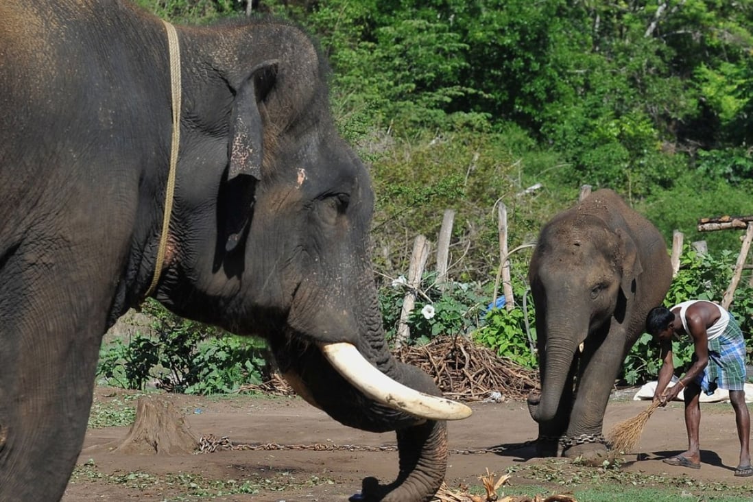A mahout sweeping the surroundings of an elephant and a calf about 250km west of Bangalore. Photo: AFP