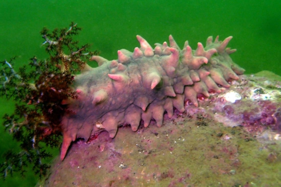 Chinese sea cucumber farmers count cost of deadly heatwave but for