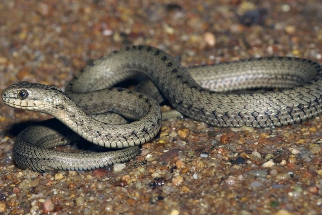 Chinese scientists hope new research into the Bailey’s snake, which lives in hot springs on the Tibetan plateau, can help them better understand altitude sickness in humans. Photo: Sichuan.scol.com.cn