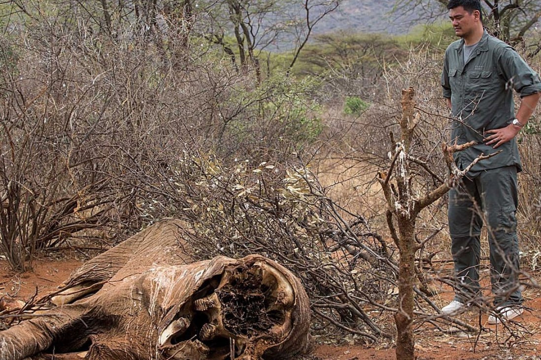 Yao Ming, WildAid ambassador, looks at the carcass of an elephant killed for its ivory tusks in Samburu, Kenya. Photo: AFP/HO/WildAid/Kristan Schmidt