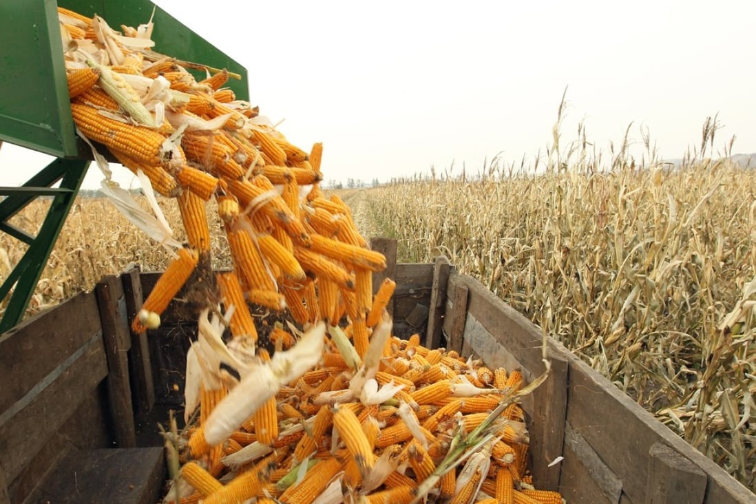 Cobs left over from the production of corn could be used to make biofuel, researchers say. Photo: Edward Wong
