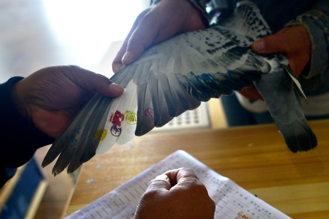 Pigeon racing is popular among older people in China, with Shanghai considered the modern-day home of the sport. Photo: AFP