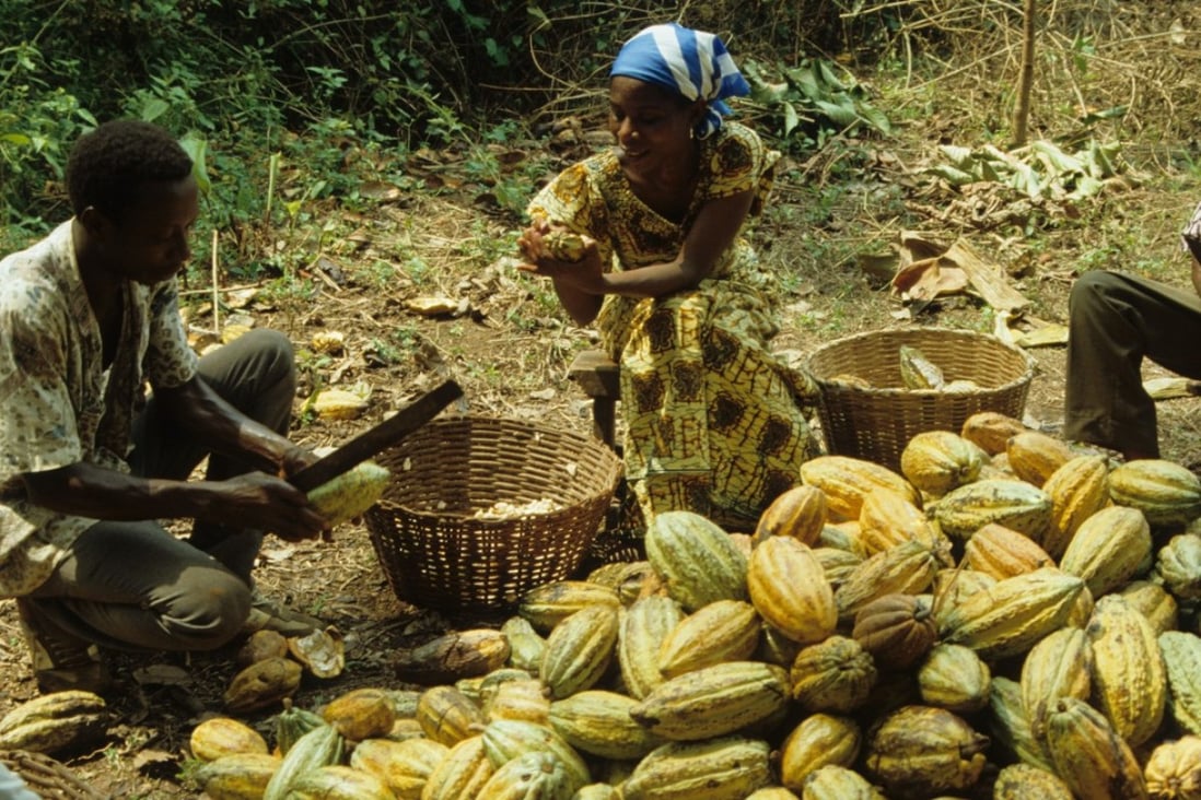Cocoa pods are husked in Ghana, where a rising middle class and a substantial international community are helping to propel demand for locally made chocolate. Photo: Alamy