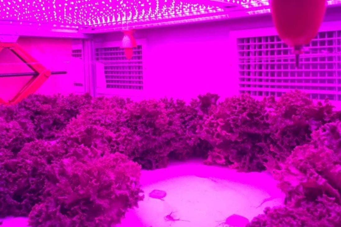 Lettuce growing in an electro culture chamber developed as part of China’s giant experiment to find out if electricity can boost plant growth. Photo: Liu Binjiang