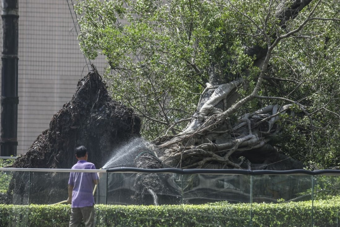 A worker sprays water on the roots of the Chinese banyan tree at 1881 Heritage in Tsim Sha Tsui. Photo: Xiaomei Chen