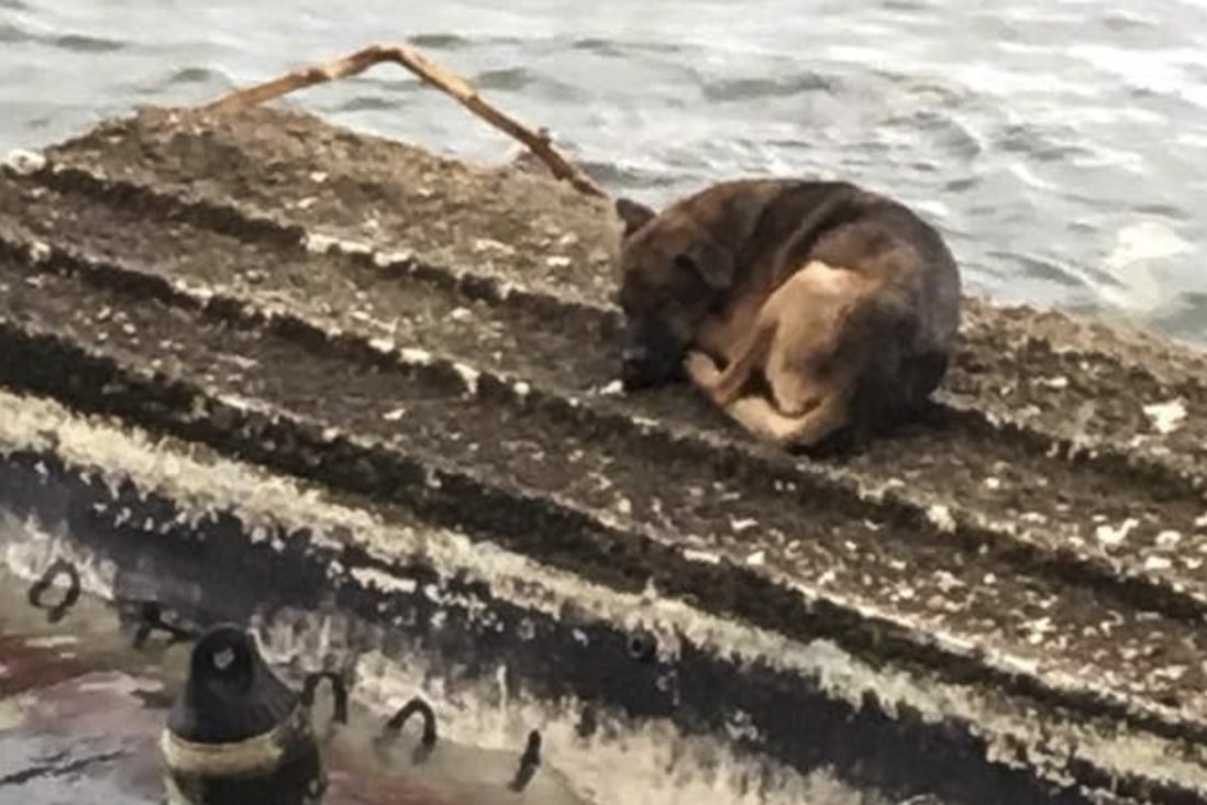 The male mongrel was first seen stranded on an overturned boat near Sai Kung Pier. Source: Hong Kong Animal Post