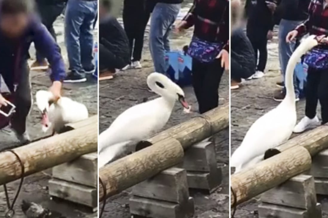 A video shows Chinese-speaking tourists teasing and grabbing a swan in Lucerne. Photo: News.sina.com.cn