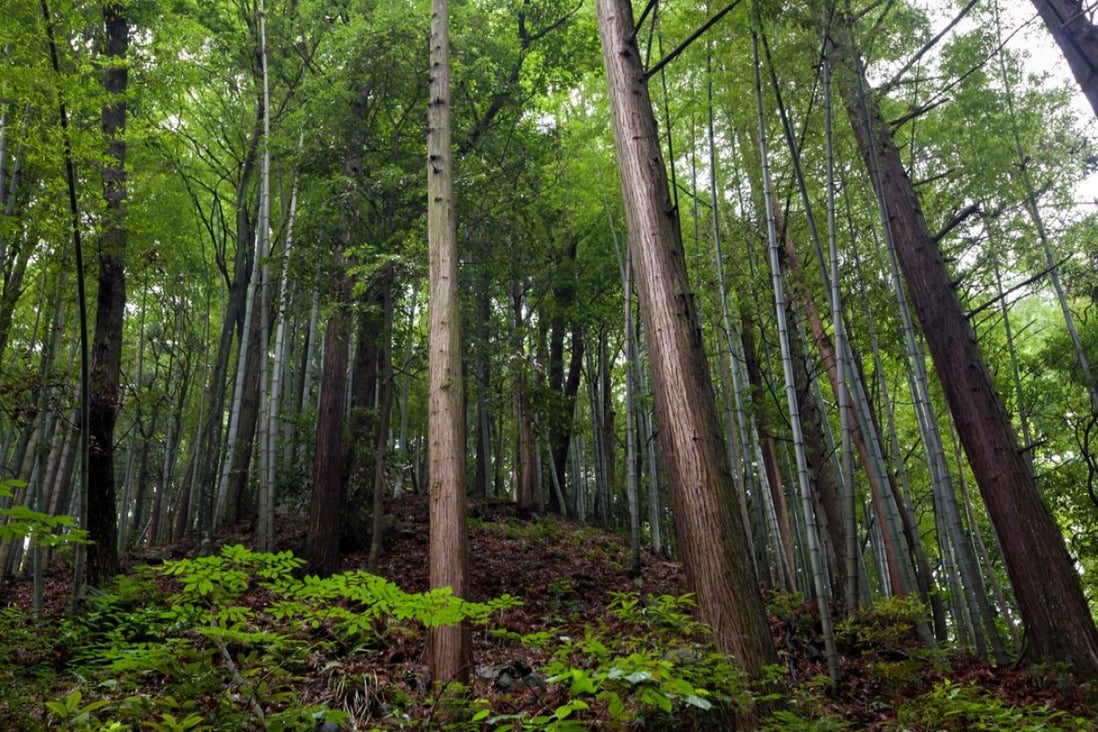 Major reforestation programmes are planned and under way worldwide with the aim of protecting the climate. Photo: Shutterstock