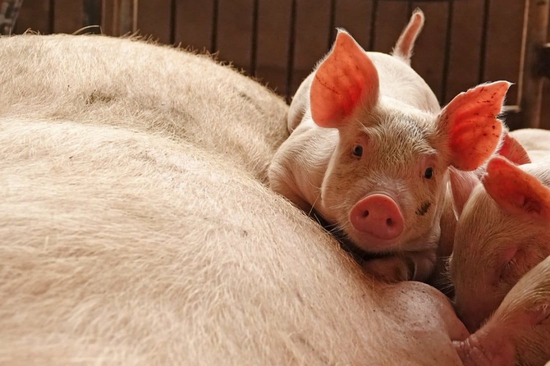 Chinese pigs might soon be dining on a lower protein diet after an industry group recommended reducing the amount of soybeans in their feed. Photo: Reuters