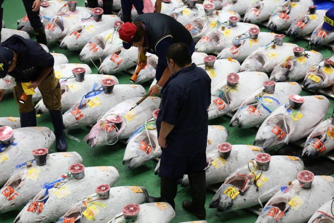 Wholesalers inspect frozen tuna during the first auctions on the opening day of the Toyosu fish market in Tokyo. Photo: EPA