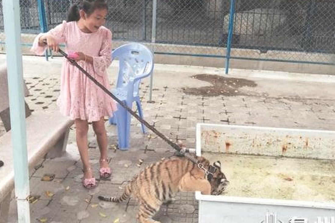 Chinese Girl Has Pet Tiger Cub And Takes It For Walks On A Leash South China Morning Post This page is about the meanings of the acronym/abbreviation/shorthand qzwb in the academic & science field in general and in the libraries terminology in particular. chinese girl has pet tiger cub and