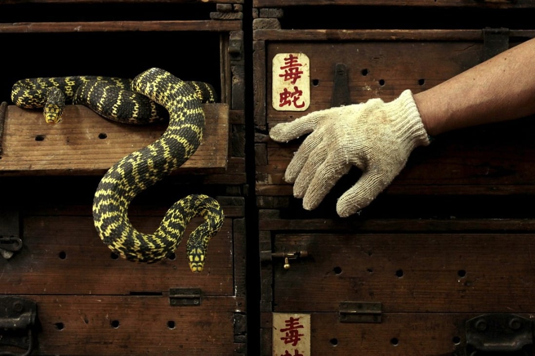 Snakes hang from a wooden cabinet marked with the Chinese characters "poisonous snake", at a snake soup shop ahead of the Spring Festival in Hong Kong. Photo: Reuters