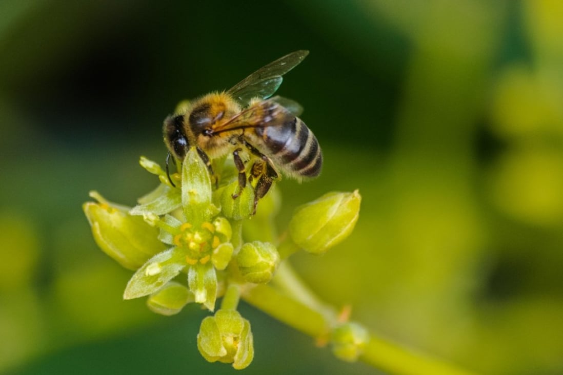 Why some people say we shouldn’t eat avocados bees’ labour was