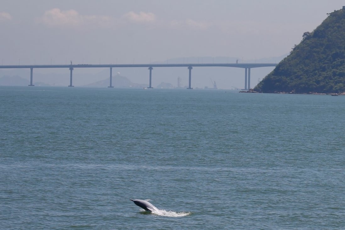 A Chinese white dolphin jumps out of the sea in front of the Hong Kong-Zhuhai-Macau Bridge off Lantau Island in Hong Kong. Photo: Reuters