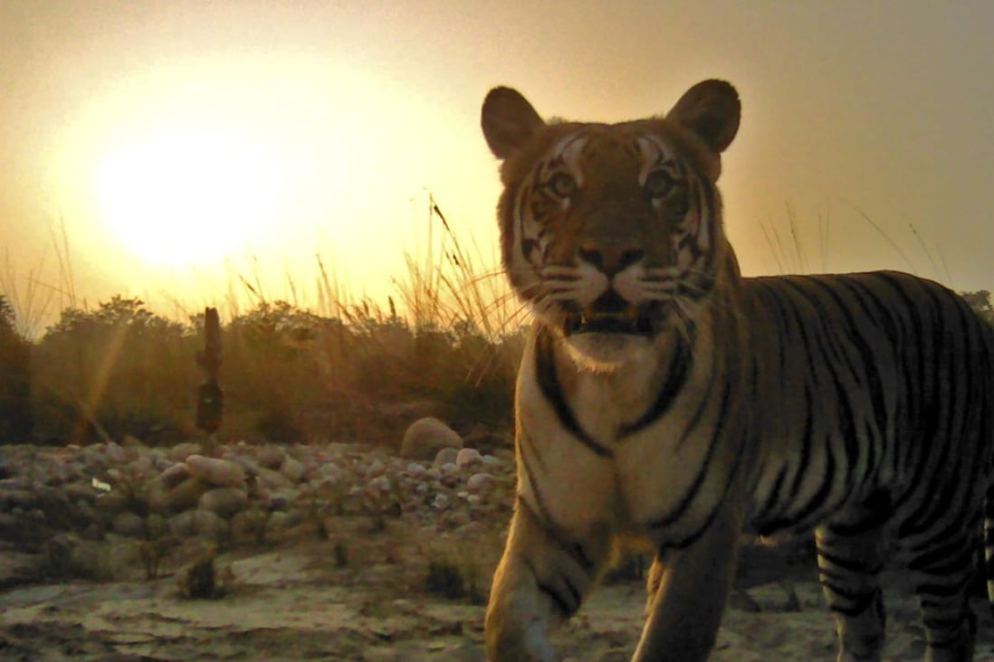Nepal uses thousands of cameras to track wild tigers and finds their ...