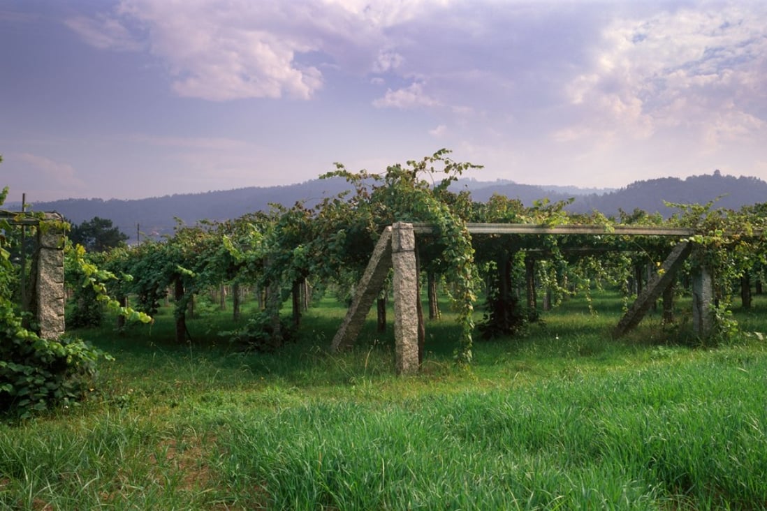 An albariño vineyard in Rías Baixas, Galicia, Spain. Pictures: Alamy