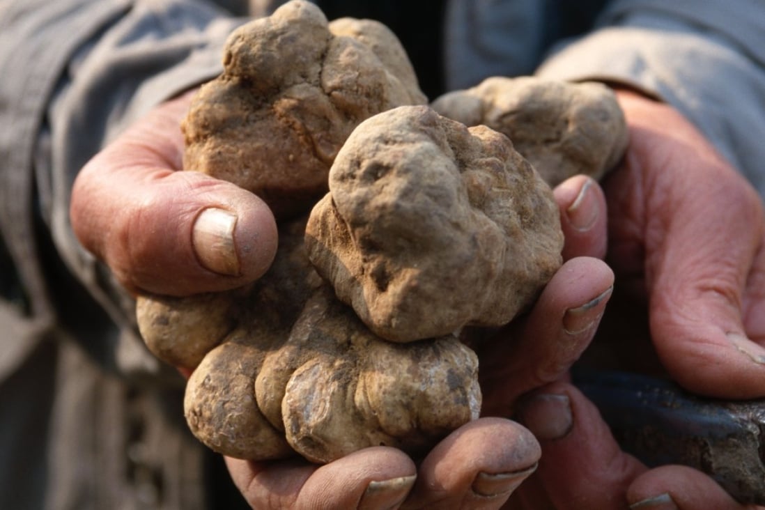 Celebrate White Truffle Season At The International Alba White Truffle Fair In Piedmont Italy South China Morning Post