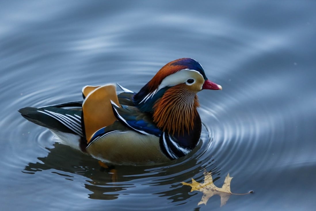 How A Mandarin Duck Enraptured New York City South China Morning Post