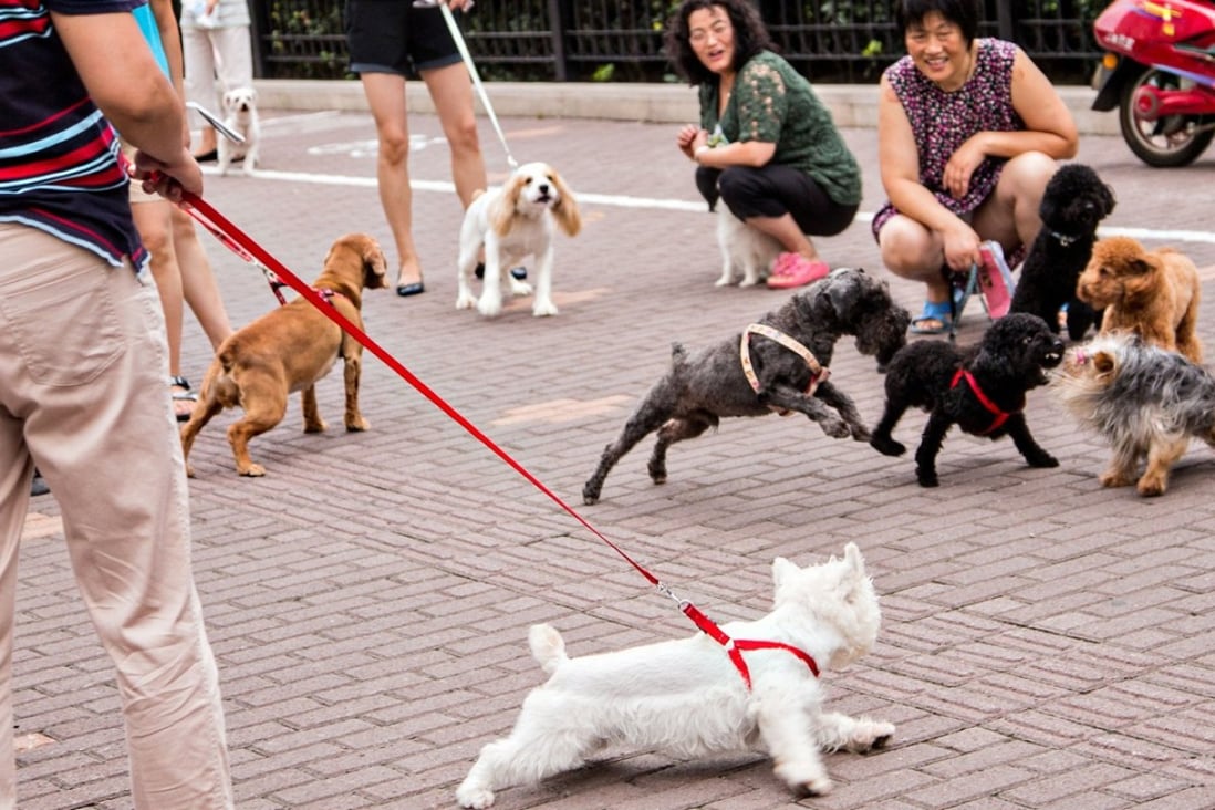 Dog lovers have voiced concerns about tougher rules on when and how they can walk their pets. Photo: Alamy