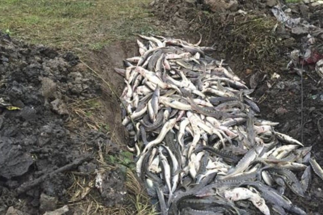 Authorities in China are investigating the unnatural deaths of more than 6,000 critically endangered Chinese sturgeon. Photo: Thepaper.cn