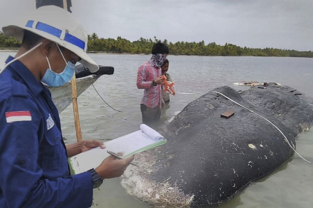 Researchers collect data about the whale carcass. Photo: AP