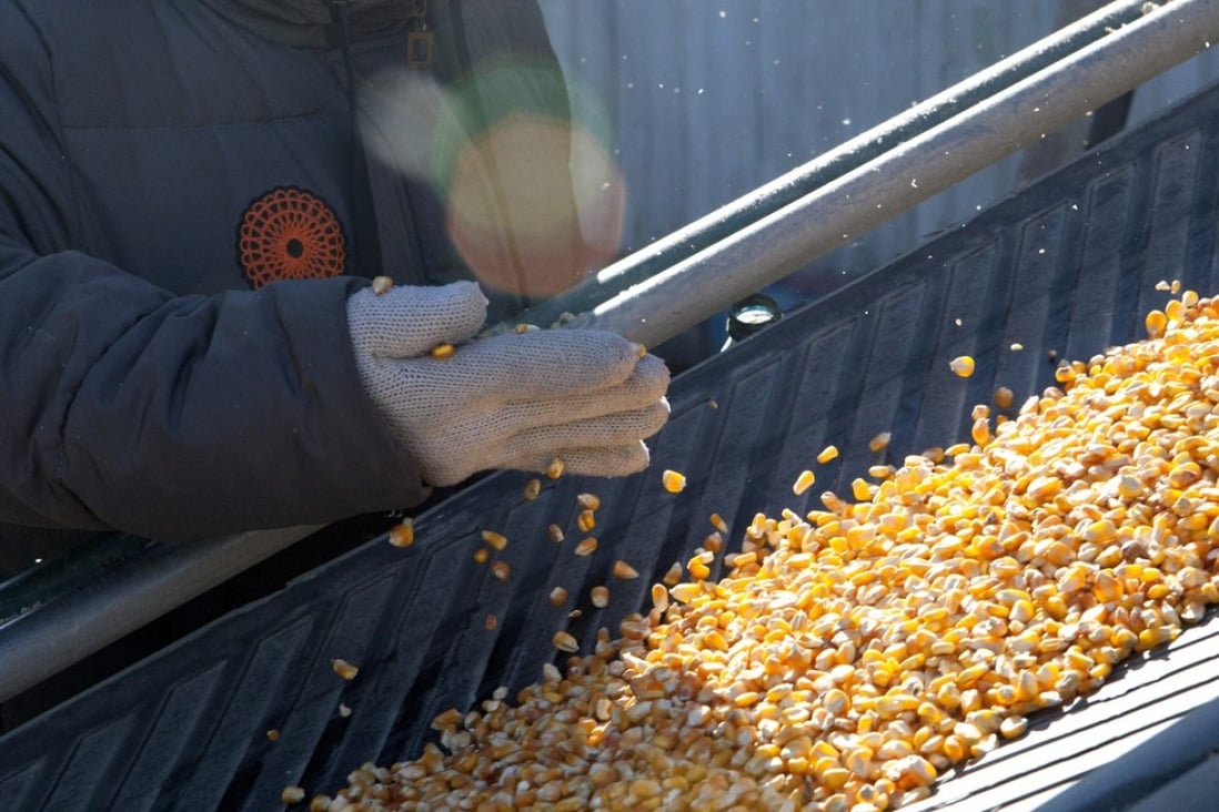 Corn kernels move along a conveyor belt at the Tianjin Tianjiao Group feed mill in Tianjin, China. Using AI-enabled analysis, JD’s solution can provide individualised feeding plans for pigs which can help produce better meat at lower cost. Photo: Bloomberg