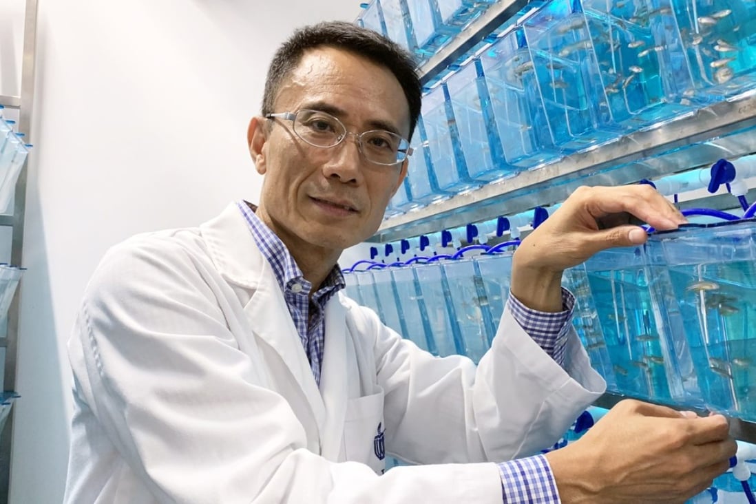 Professor Wen Zilong, of Hong Kong University of Science and Technology, said he has kept the genetically modified zebrafish at his laboratory because their nervous systems are similar to that of humans. Photo: Handout