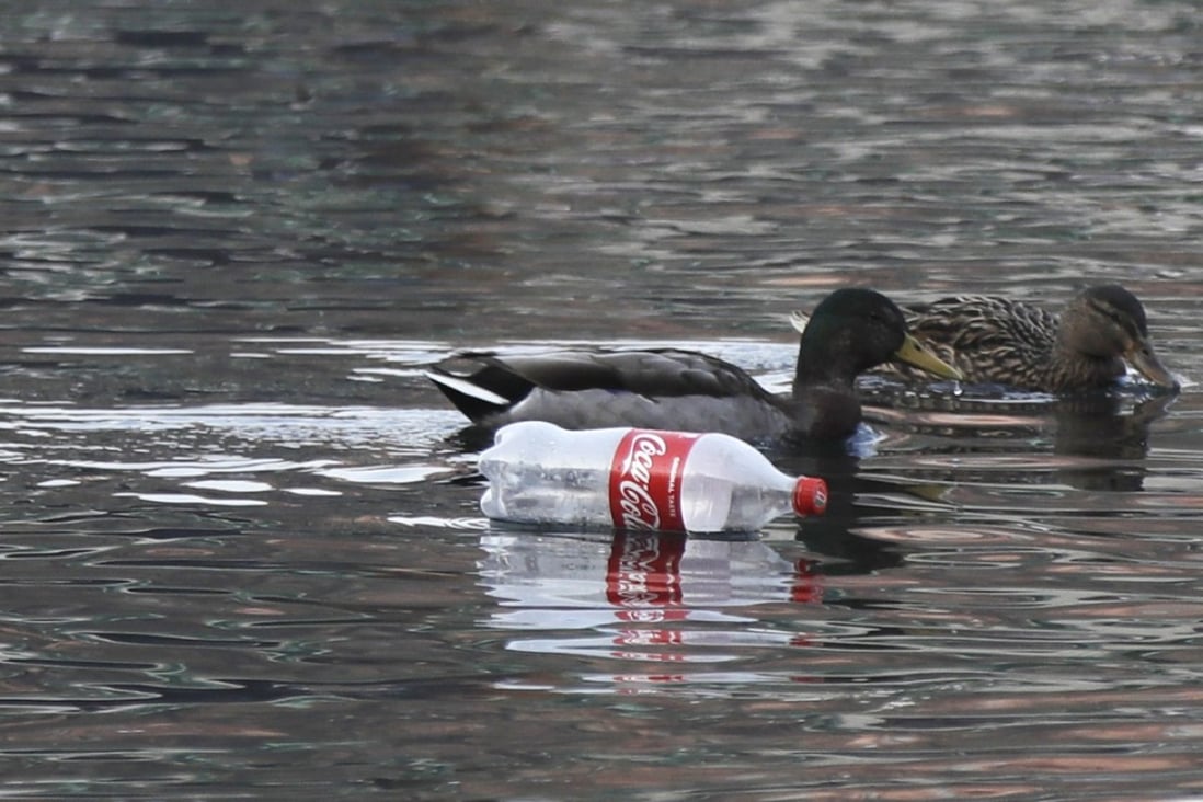 Ducks swim past a plastic bottle in the Naviglio Grande canal in Milan, Italy in December 2018. Photo: AP