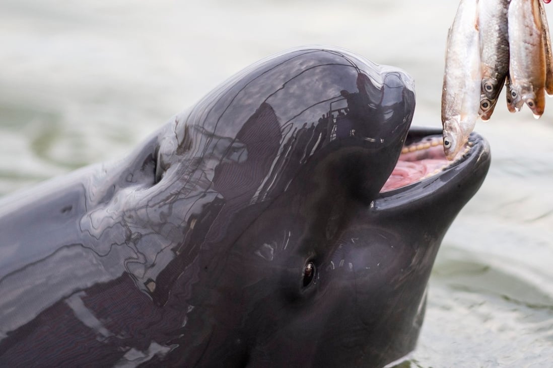Tianezhou Oxbow Nature Reserve in Hubei province is the place where the Yangtze finless porpoise has started a slow and fragile recovery. Photo: AFP