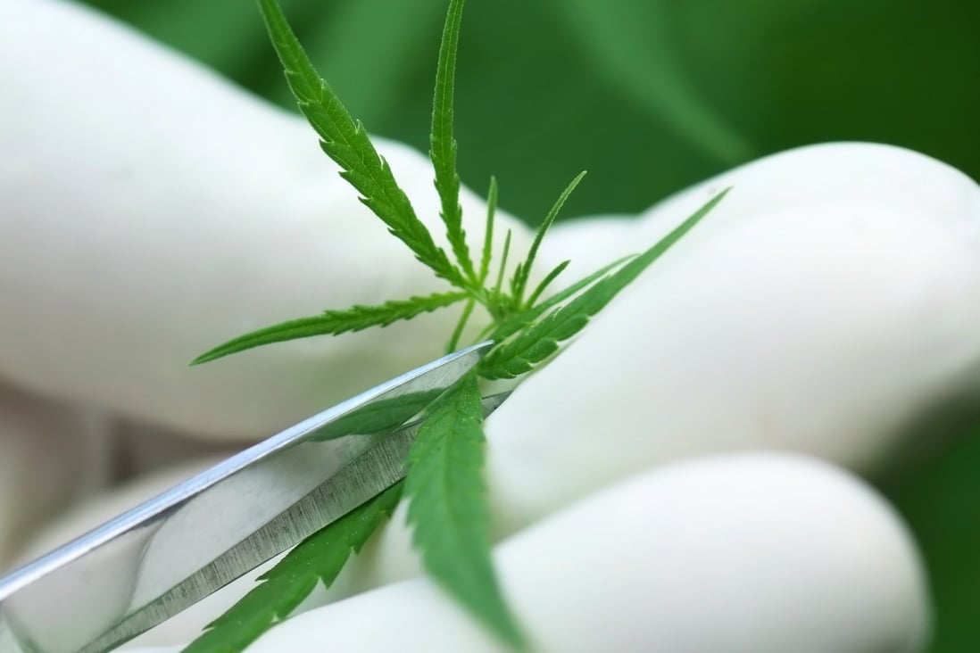 Indian scientists are trying to find new ways of using cannabis medicinally. Photo: Shutterstock