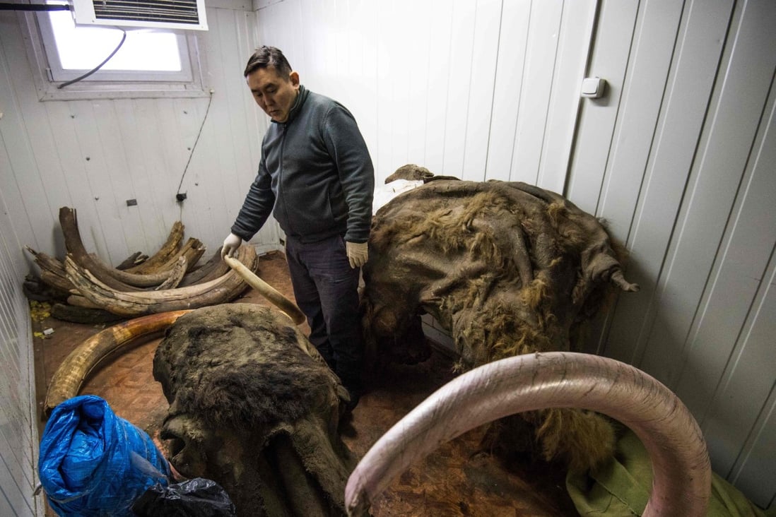 Valery Plotnikov, a palaeontologist at the Yakutia Academy of Sciences, stands near collected tusks in his laboratory on November 28, 2018. Photo: AFP