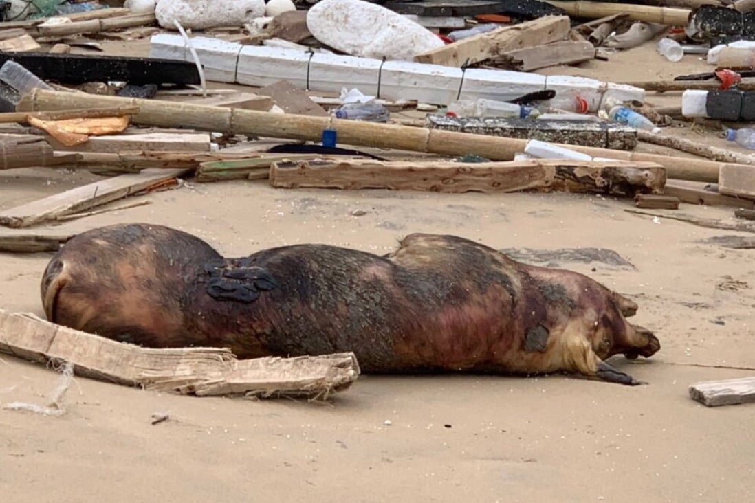 A dead pig, later found to be infected with African swine fever, was discovered on the shore of the Taiwanese island of Quemoy on Monday. Photo: EPA-EFE