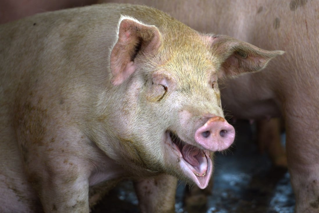 Pig Cage is a Chinese grindcore band with a difference: its lead singer is a pig. Photo: AFP