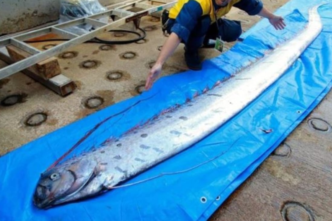 Oarfish usually inhabit deep waters and are rarely seen from the surface.